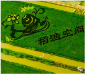 宁夏稻田艺术画