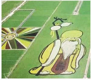 银川稻田画设计