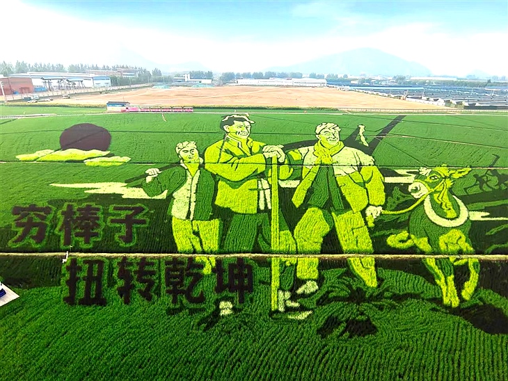 稻田风景画