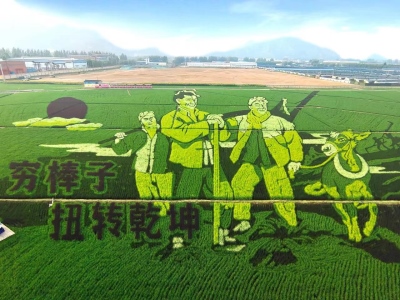 稻田风景画