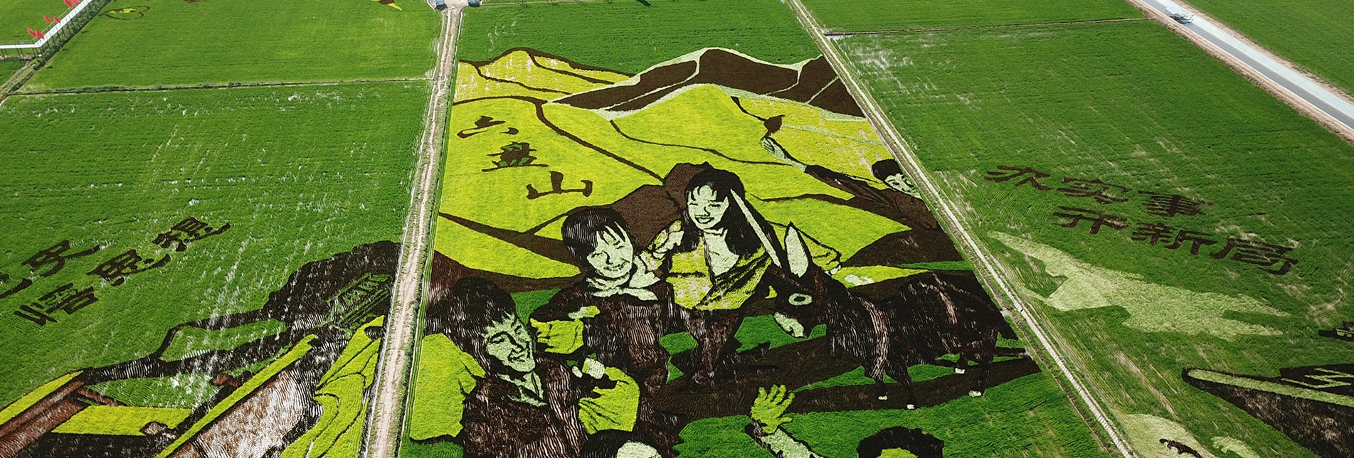 稻田艺术画是发展生态农业的最佳欣赏场景