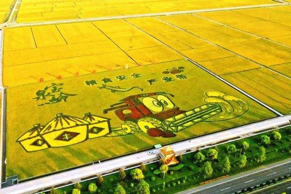 稻田画是怎么种植出来的